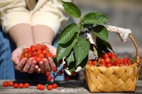 5月18日至6月16日，“櫻桃之約”邀你共赴！